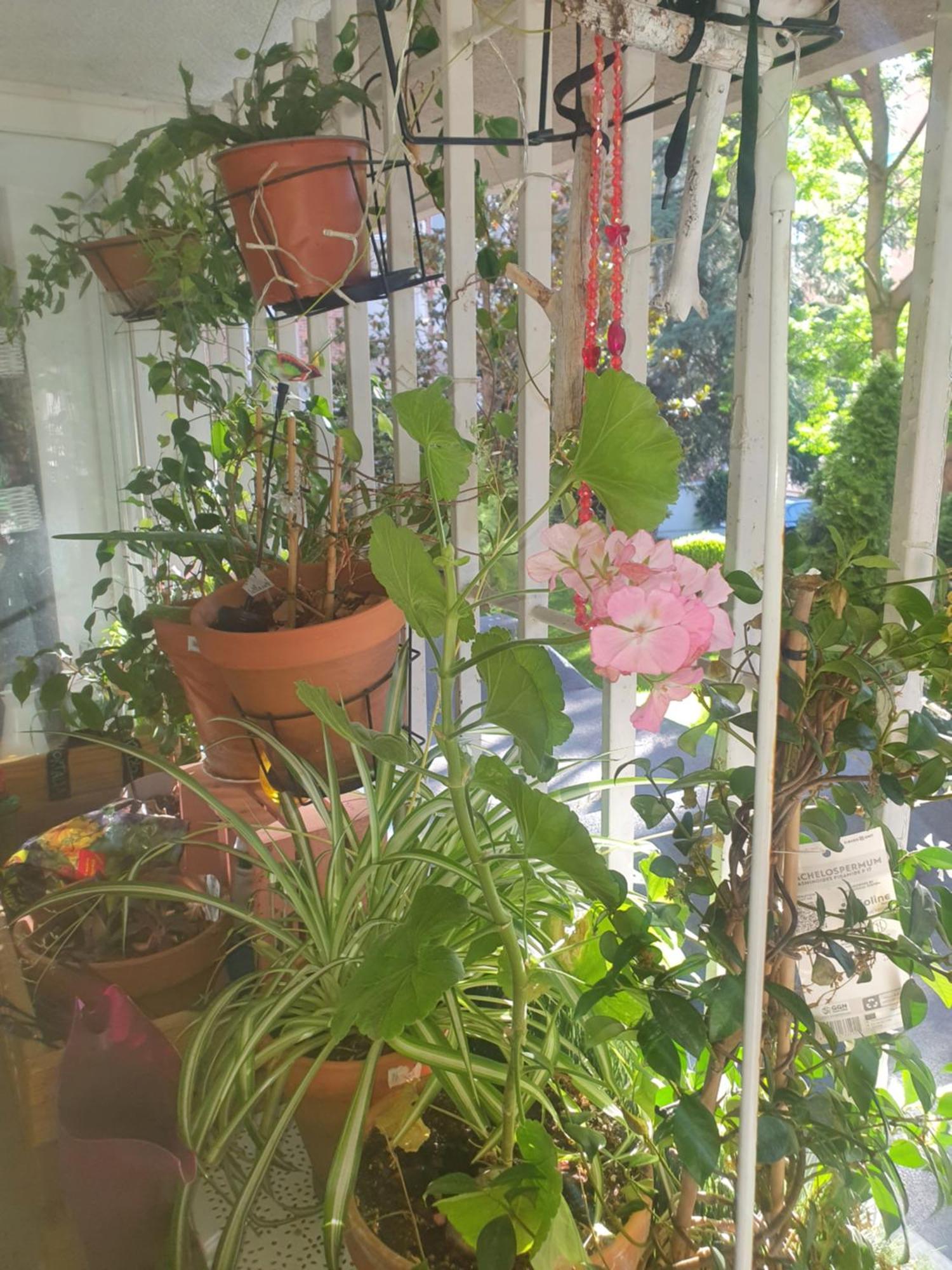 Libros Y Plantas A 5 Minutos Del Centro En Bus Appartement Madrid